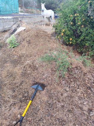 Estiércol de caballo para jardín o huerto.