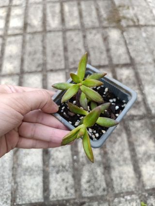 Planta Suculenta Sedum