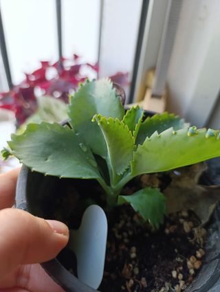 Planta Kalanchoe 6 Madre de Miles