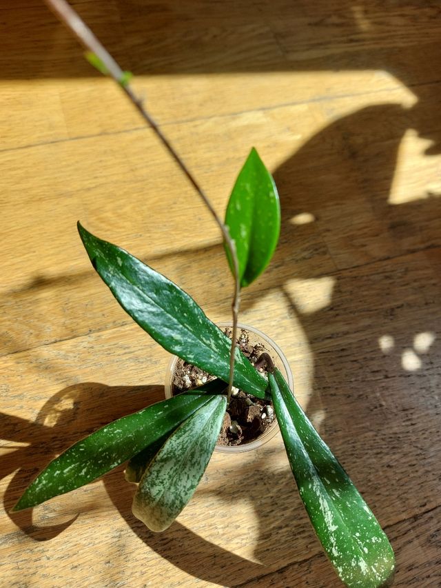 Hoya pubicalyx splash