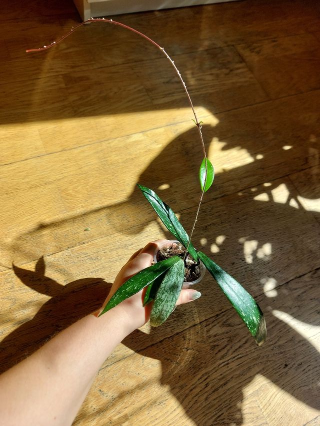 Hoya pubicalyx splash