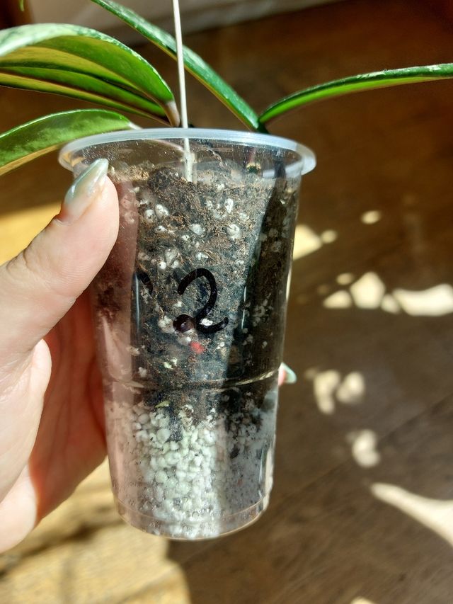 Hoya pubicalyx splash