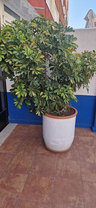 Piso en alquiler en La Raïosa en Valencia