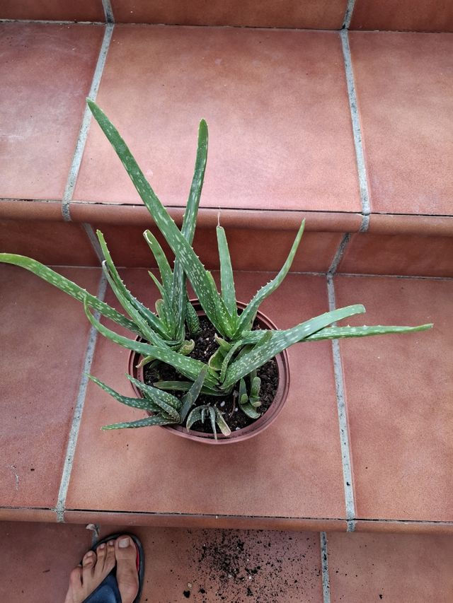 Planta de Aloe Vera en maceta