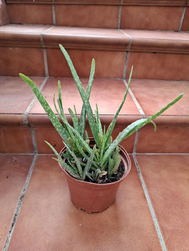 Planta de Aloe Vera en maceta