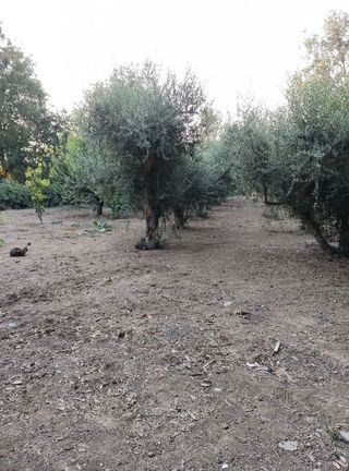 Chalet en venta en Alcarràs