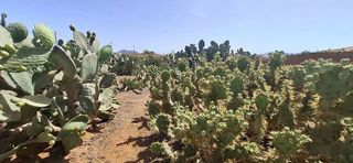 Casa rural en venta en Tuineje