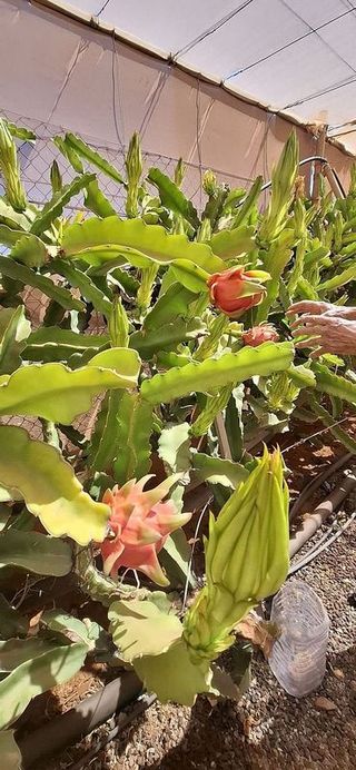 Casa rural en venta en Tuineje