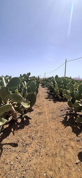 Casa rural en venta en Tuineje