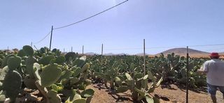 Casa rural en venta en Tuineje