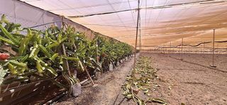 Casa rural en venta en Tuineje