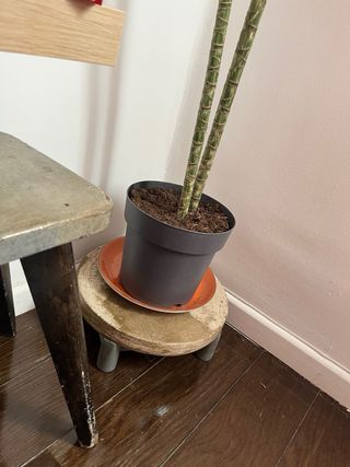 Tavoli sagomati/supporti per piante in cemento e legno