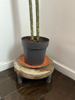 Tavoli sagomati/supporti per piante in cemento e legno