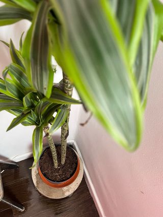 Tavoli sagomati/supporti per piante in cemento e legno