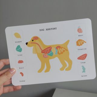 Set de veterinario infantil +3 años