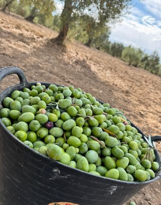 Se busca personal para la recolección de aceituna