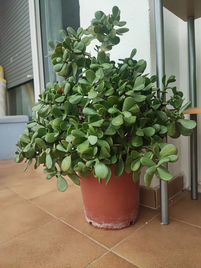 Árbol de Jade