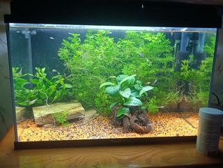 Acuario para peces