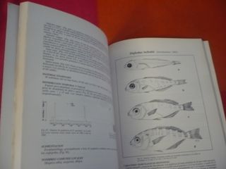ICTIOFAUNA CAÑOS DE LAS SALINAS BAHIA CADIZ FAUNA