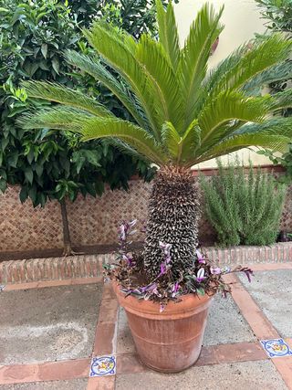 Conjunto de maceta de barro + palmera
