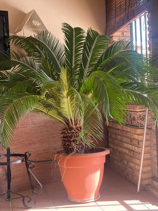 Palmera en maceta grande.
