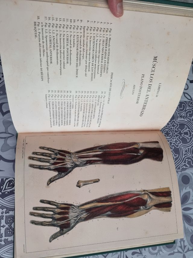 MIOLOGIA. La Anatomía del Hombre
Dr Bourgery 