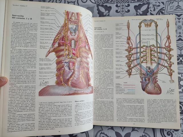 CORAZÓN. Colección Ciba Ilustraciones Médicas