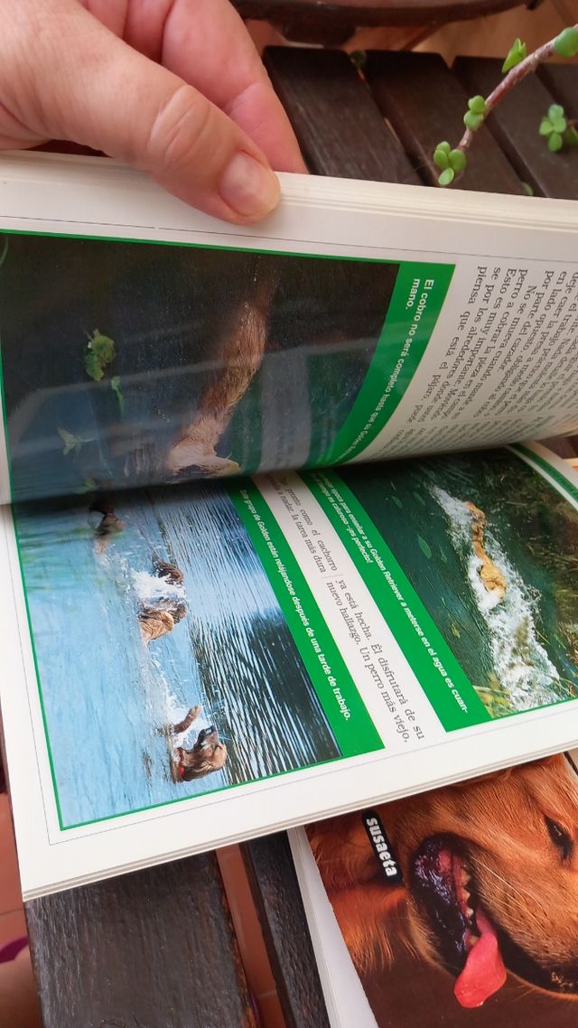 3 manuales para amantes de el Golden Retriever