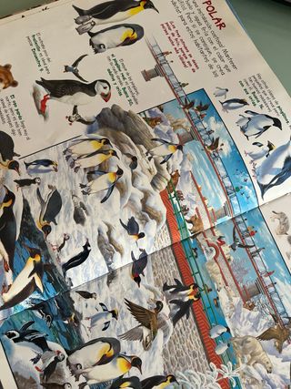 Busca los animales del zoo (Spanish Edition)