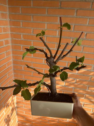 BONSAI 24.99€