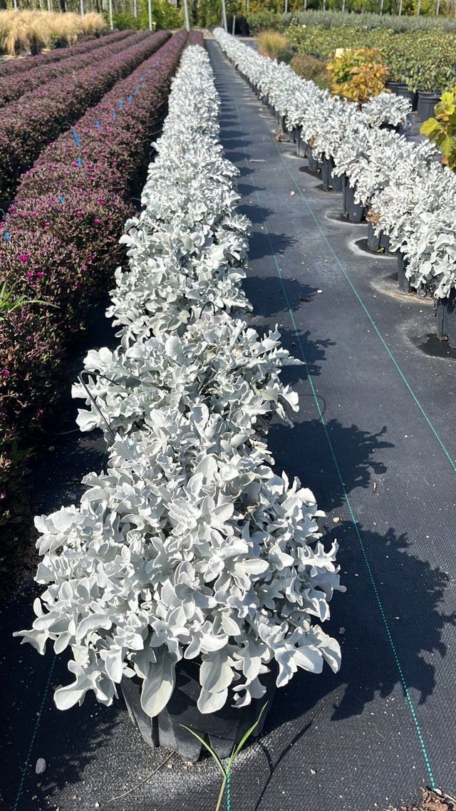 Centaurea Ragusina Silver Swirl, 9L – FOTOS REALES