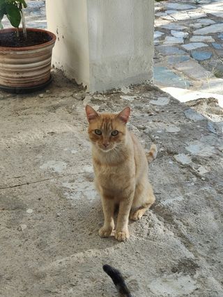 Canguro fines de semana o tardes. También mascotas