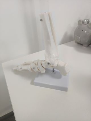 Pie Esqueleto para Estudio/Fisioterapia