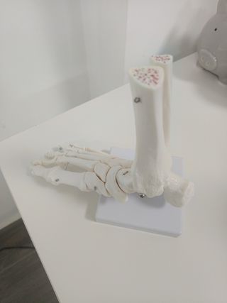 Pie Esqueleto para Estudio/Fisioterapia