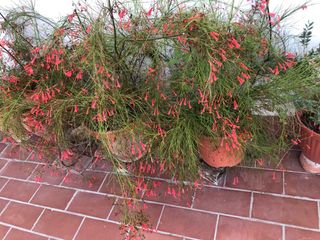 Lagrimas de Cupido - Planta con Flores Rojas