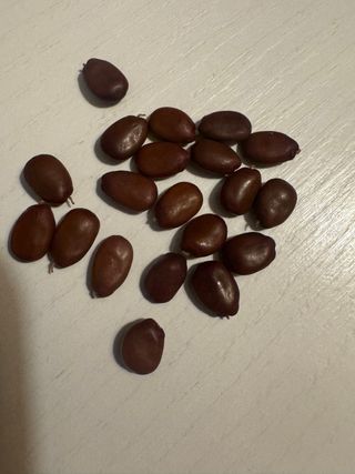 Semi di Carrubo da piantare