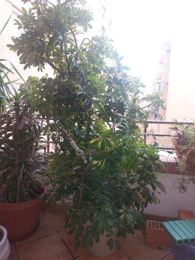Planta Schefflera con maceta