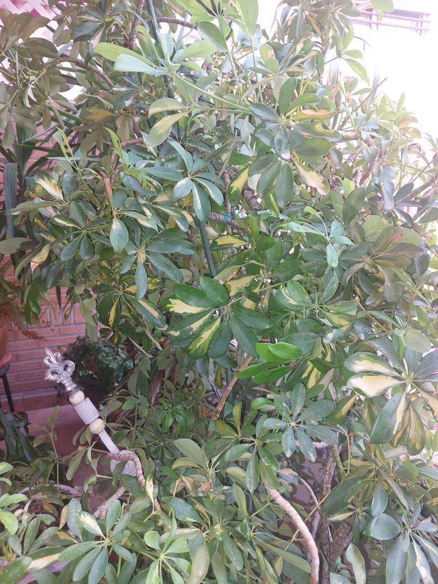 Planta Schefflera con maceta