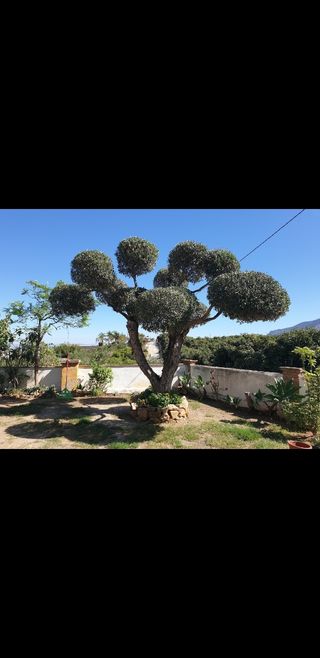 Desbroces talas y jardinería.....
