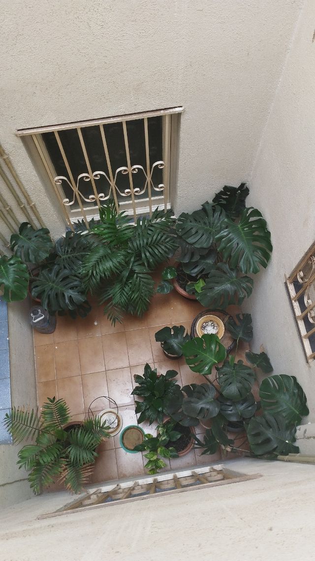 Planta Costilla de Adán son grandes 