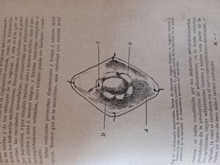 Tratado de cirugía clínica y operatoria. Tomo X