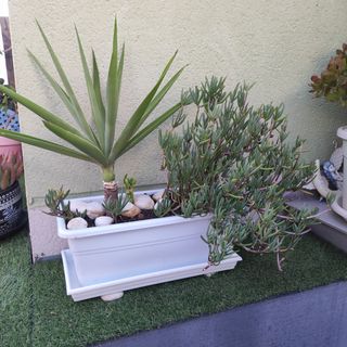 Jardinera con Yuca y Planta Suculenta
