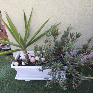 Jardinera con Yuca y Planta Suculenta