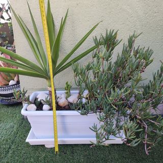 Jardinera con Yuca y Planta Suculenta