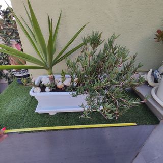 Jardinera con Yuca y Planta Suculenta