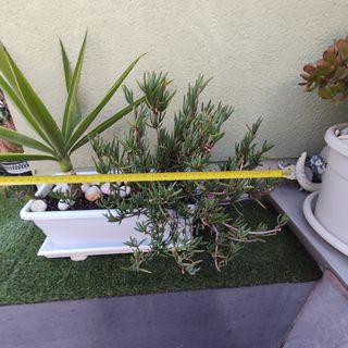 Jardinera con Yuca y Planta Suculenta