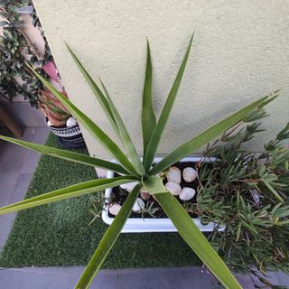 Jardinera con Yuca y Planta Suculenta