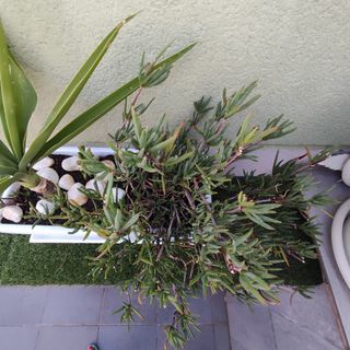 Jardinera con Yuca y Planta Suculenta