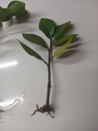 4 Zamioculcas con radici
