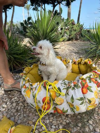 Cama para perros con almohada,juguete bandana etc.